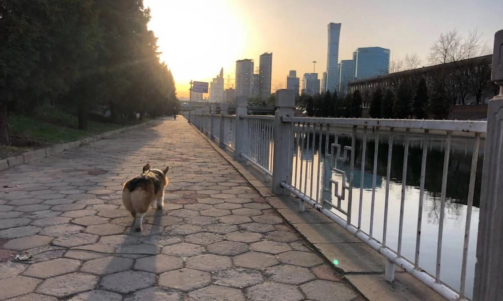 Κορονοϊός: Έτσι μεταδόθηκε ο φονικός ιός στον άνθρωπο